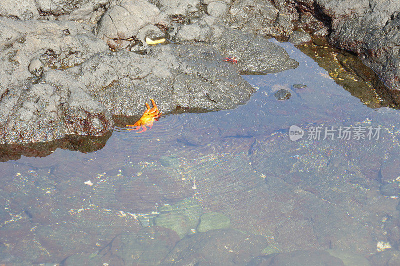 埃加斯港， 圣地亚哥， 加拉帕戈斯群岛